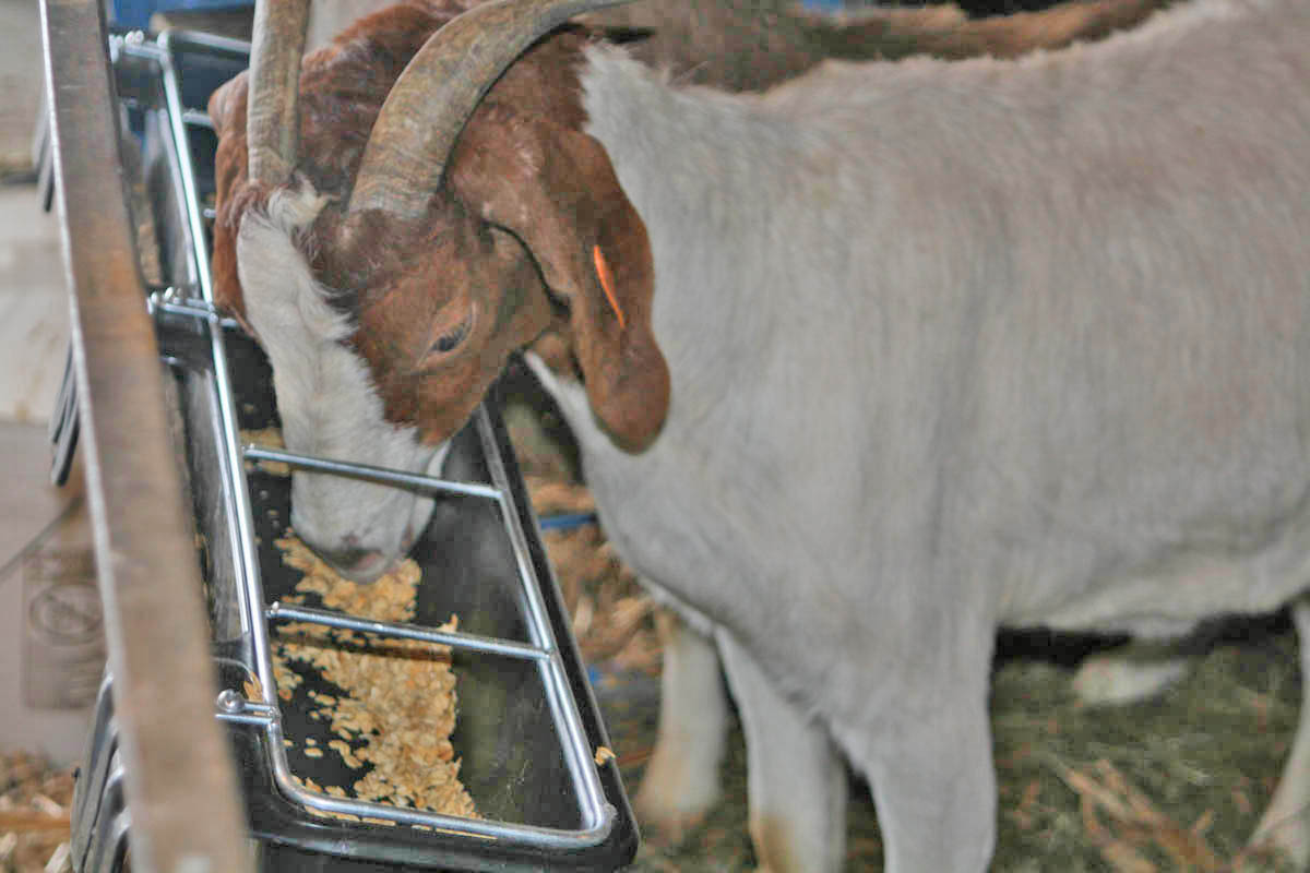 9 Quart Hook Over Goat Trough